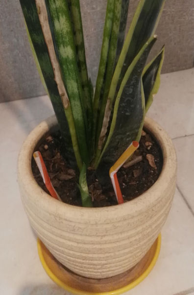 Mother-in-law tongue plant doesn't need much water and vase in prone to hold much water. Using pipes to prevent roots rot.