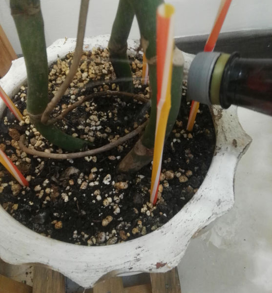 Watering a Cheese Plant by a home-made watering can!